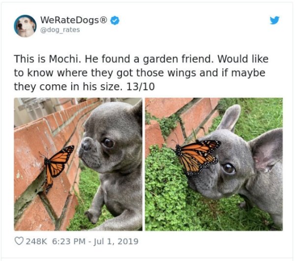WeRateDogs Tweets (40 pics)