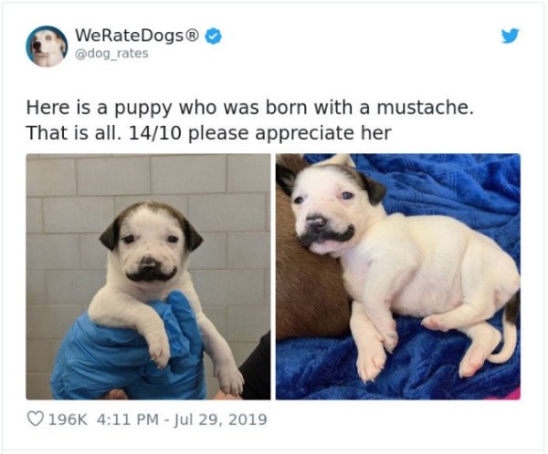 WeRateDogs Tweets (40 pics)