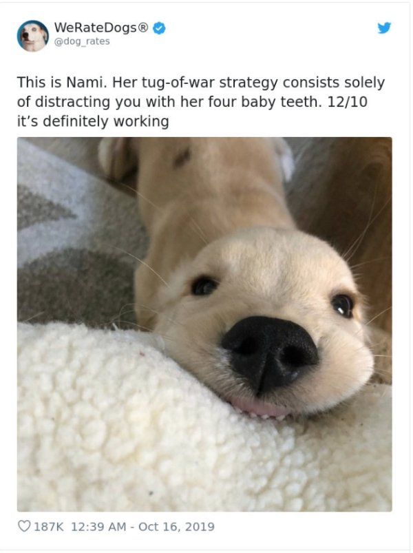 WeRateDogs Tweets (40 pics)
