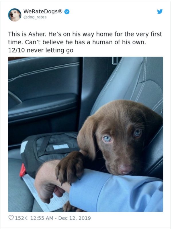 WeRateDogs Tweets (40 pics)
