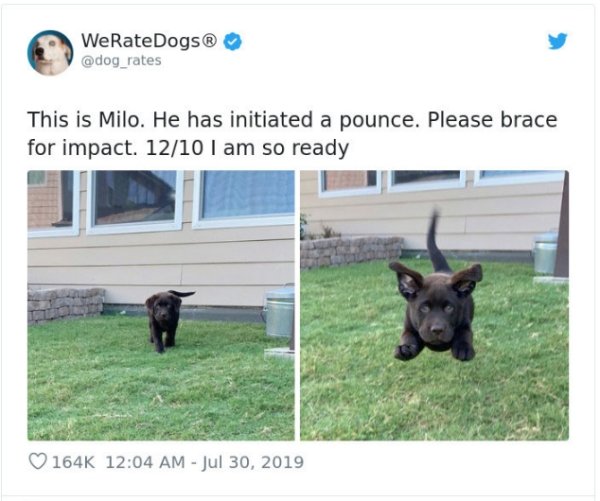 WeRateDogs Tweets (40 pics)