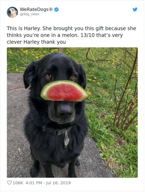 WeRateDogs Tweets (40 pics)