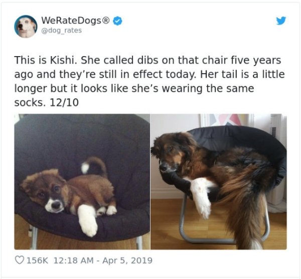 WeRateDogs Tweets (40 pics)