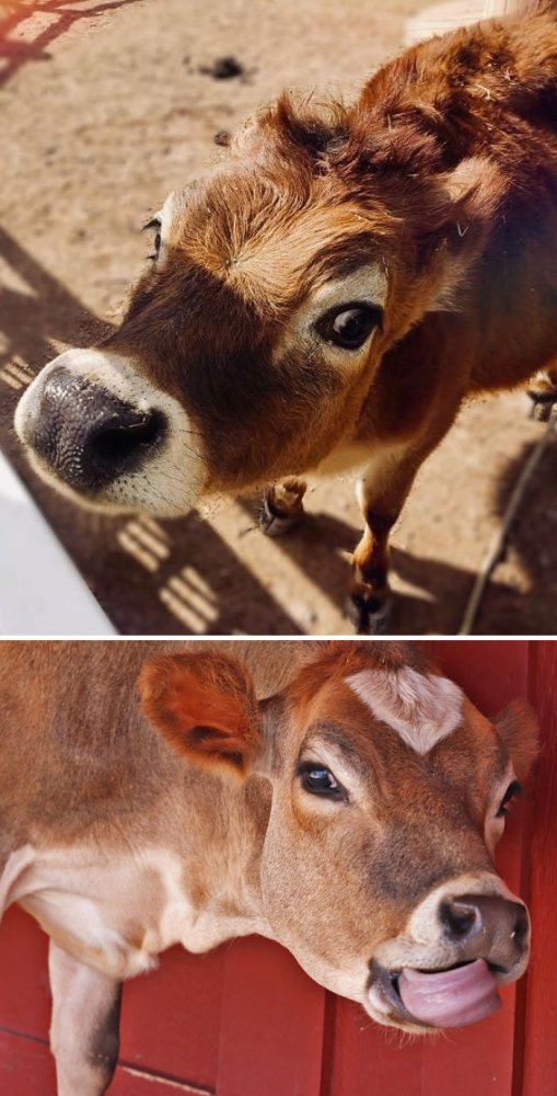 Funny Cows (28 pics)