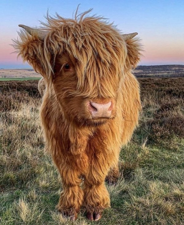 Funny Cows (28 pics)