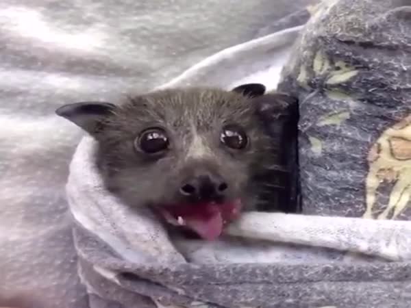 Baby Bat Eating A Strawberry
