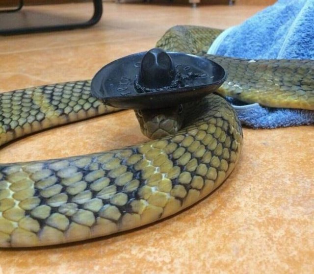 Acid Picdump. Part 1 (96 pics)