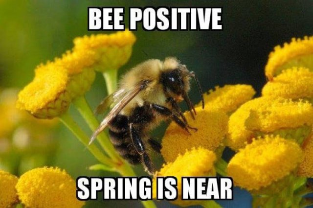 Spring Memes (34 pics)