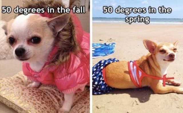 Spring Memes (34 pics)