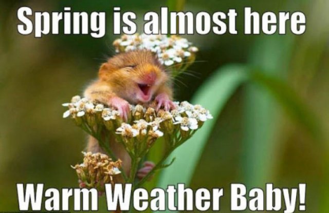 Spring Memes (34 pics)