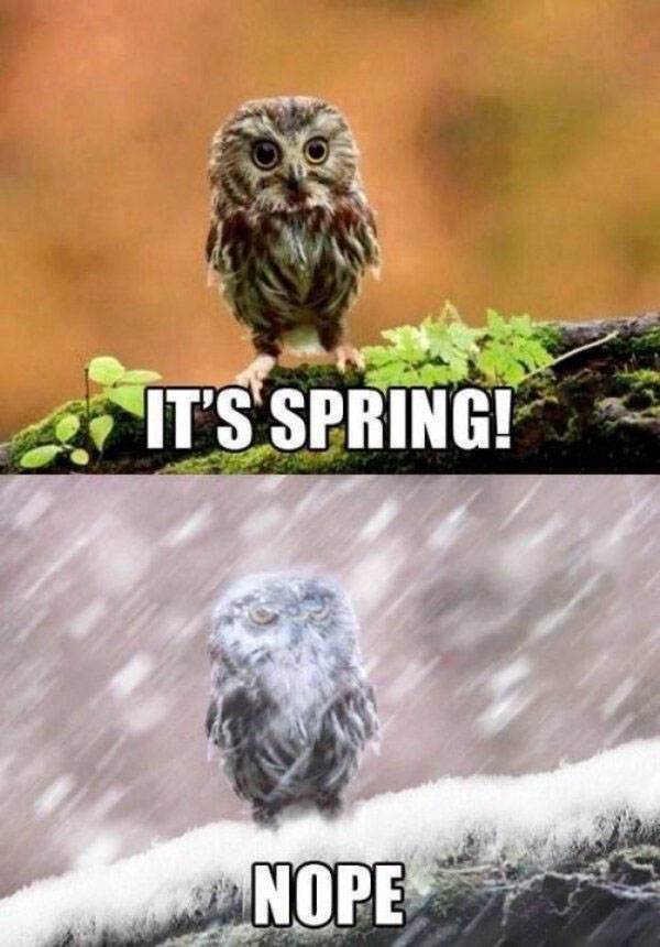 Spring Memes (34 pics)