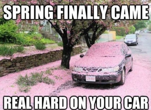 Spring Memes (34 pics)