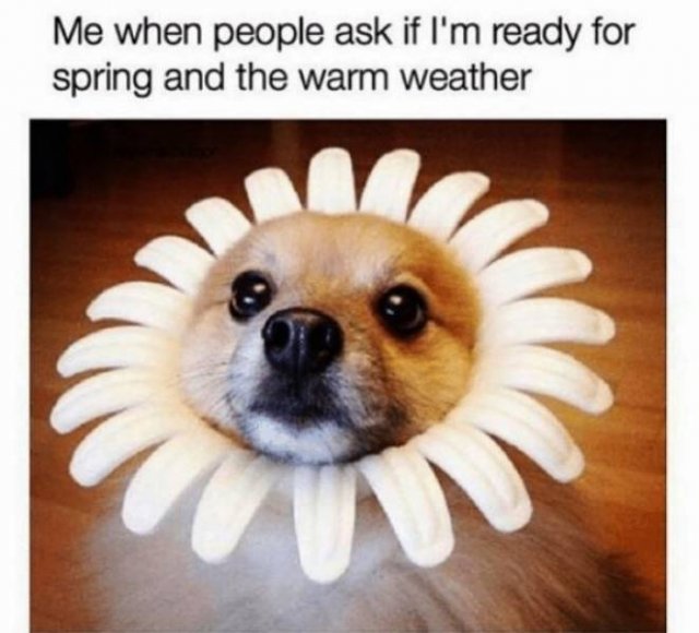 Spring Memes (34 pics)