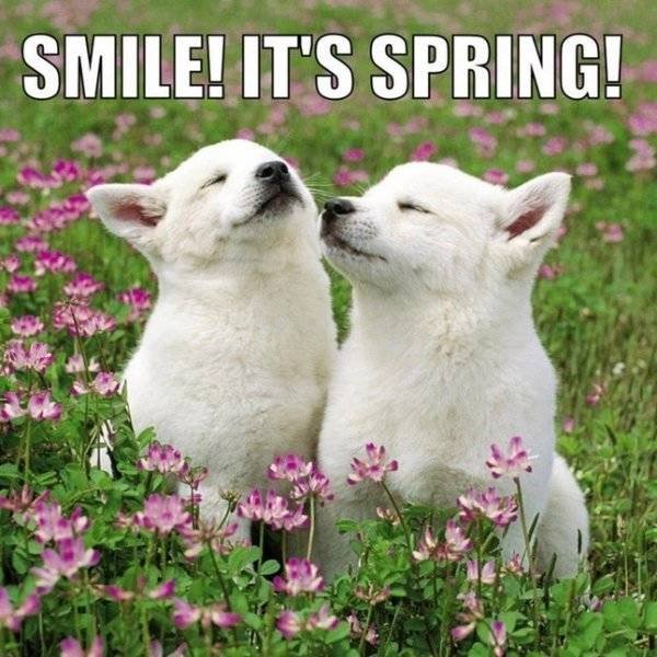 Spring Memes (34 pics)