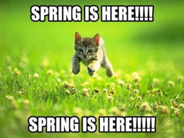 Spring Memes (34 pics)