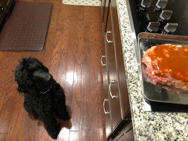 Pets Staring At Food (33 pics)