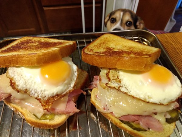 Pets Staring At Food (33 pics)