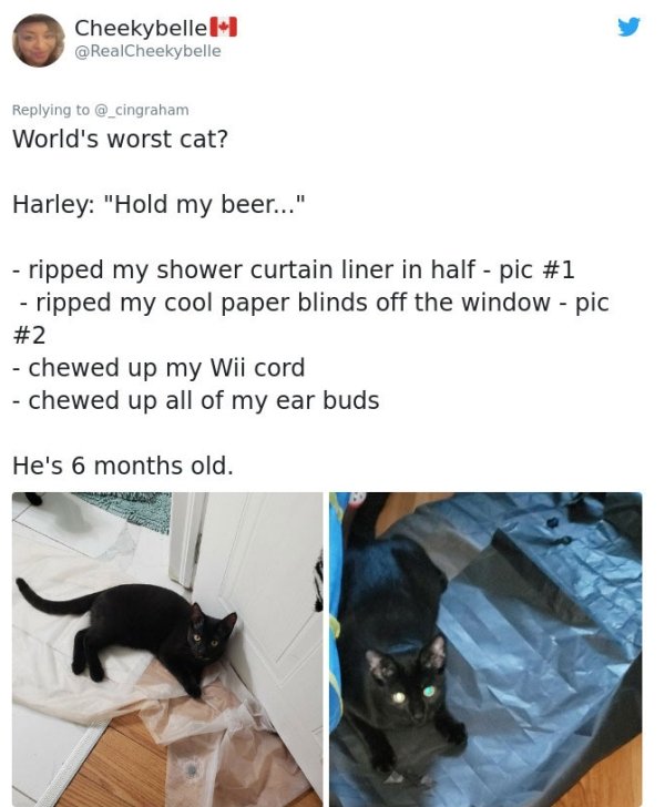 Cats' Stories (33 pics)
