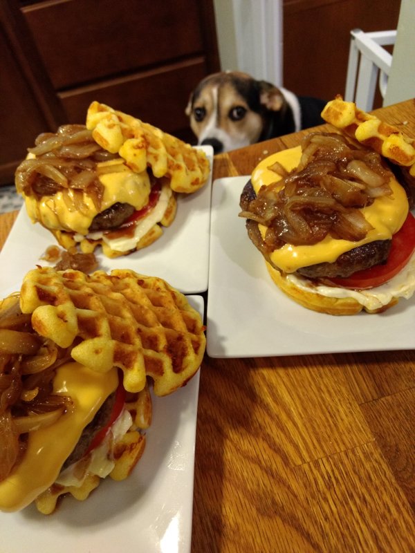 Pets Staring At Food (33 pics)