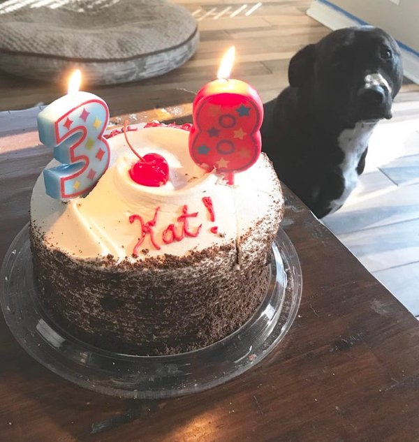 Pets Staring At Food (33 pics)