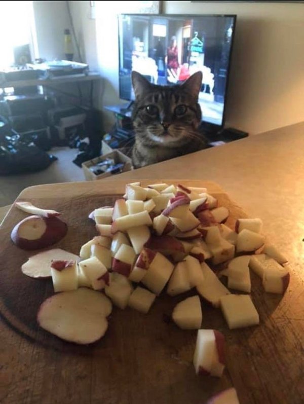 Pets Staring At Food (33 pics)