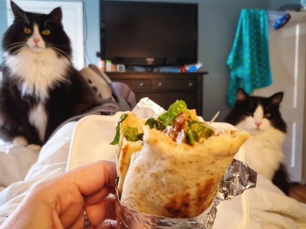 Pets Staring At Food (33 pics)