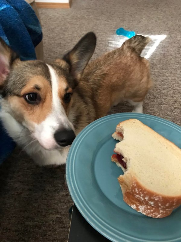 Pets Staring At Food (33 pics)