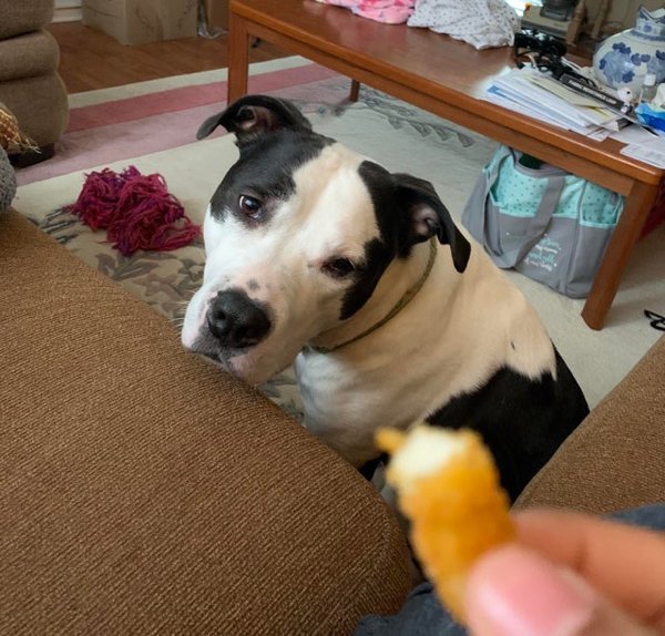 Pets Staring At Food (33 pics)