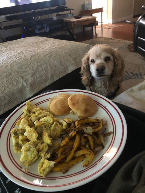 Pets Staring At Food (33 pics)