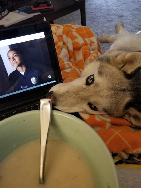 Pets Staring At Food (33 pics)