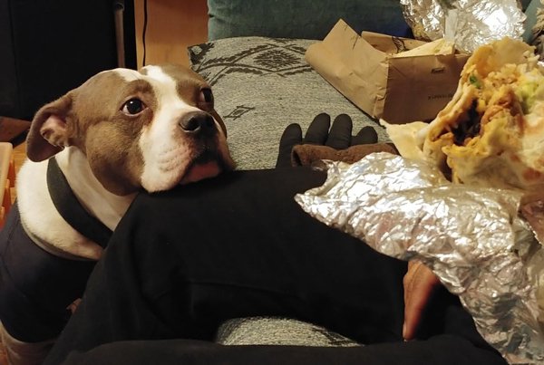 Pets Staring At Food (33 pics)