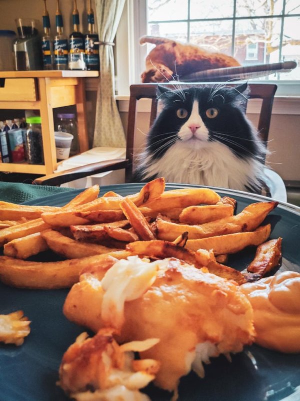 Pets Staring At Food (33 pics)