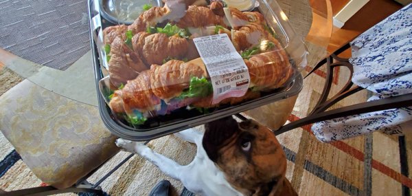 Pets Staring At Food (33 pics)