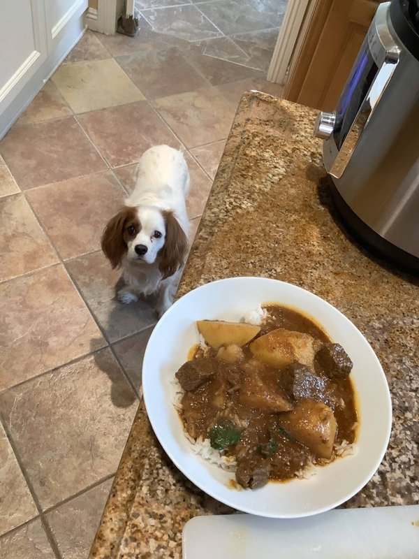 Pets Staring At Food (33 pics)