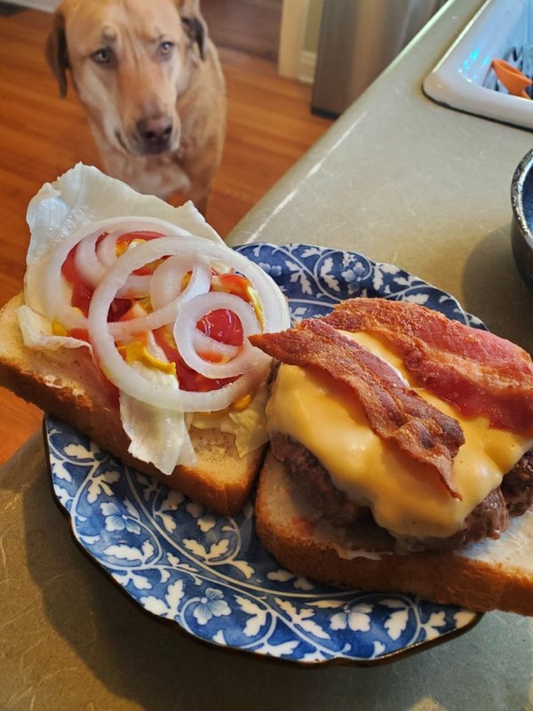 Pets Staring At Food (33 pics)