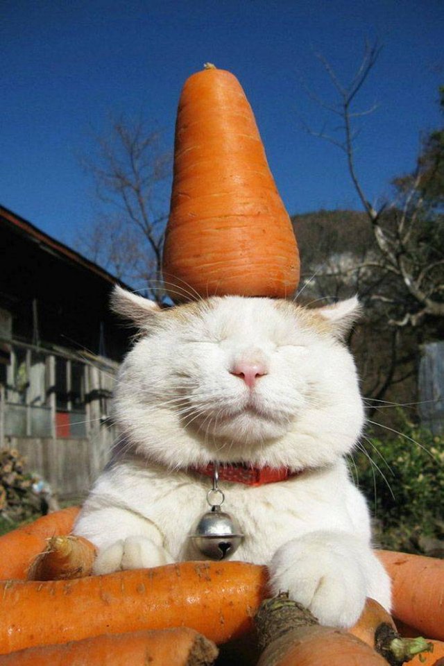 Acid Picdump. Part 1 (89 pics)