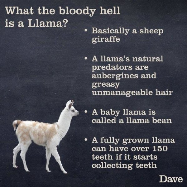 Animal Guide By Dave (30 pics)