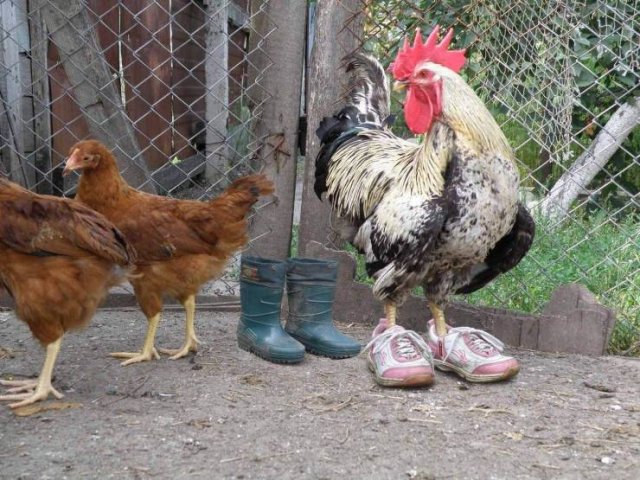 Acid Picdump. Part 1 (94 pics)