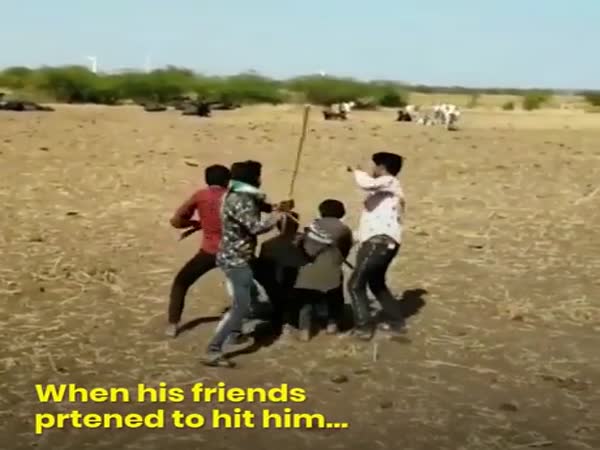 Cow Protects Owner