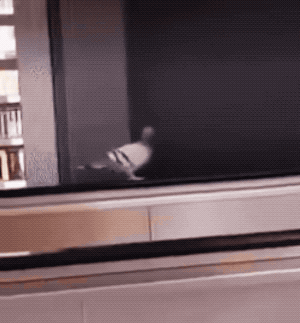 Wins And Fails (33 gifs)