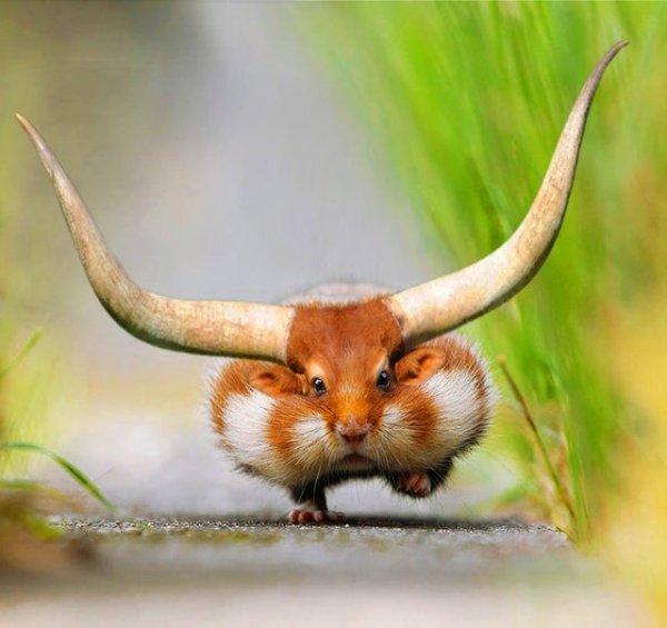 Funny Photoshop (32 pics)
