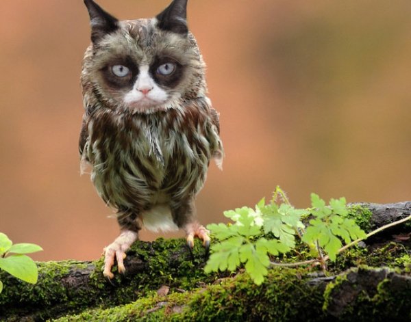 Funny Photoshop (32 pics)