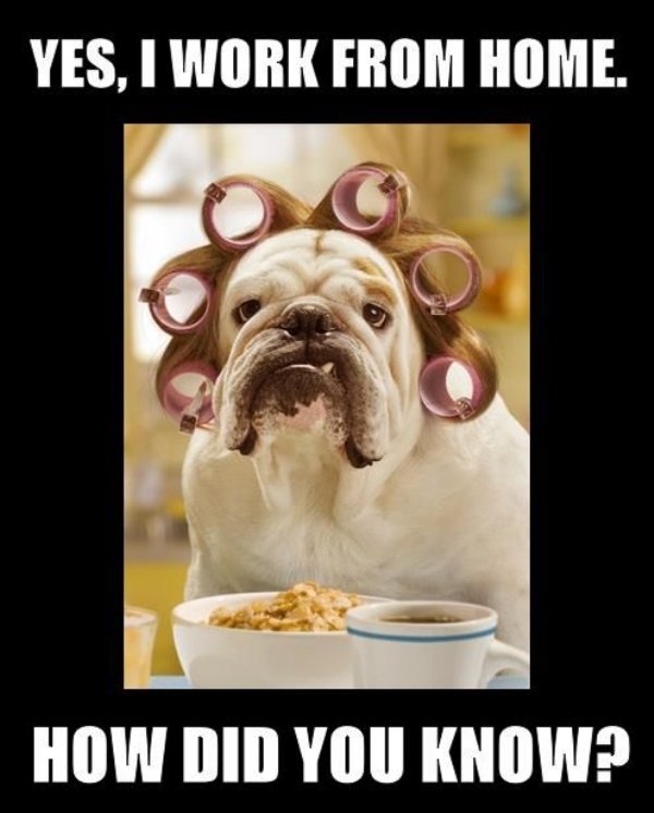 Work From Home Memes (35 pics)