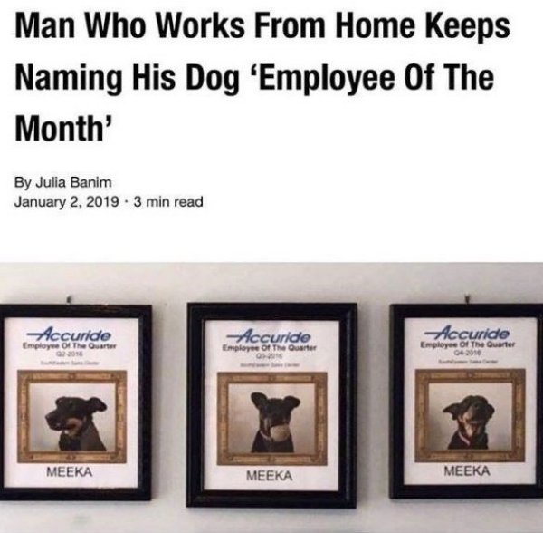 Work From Home Memes (35 pics)
