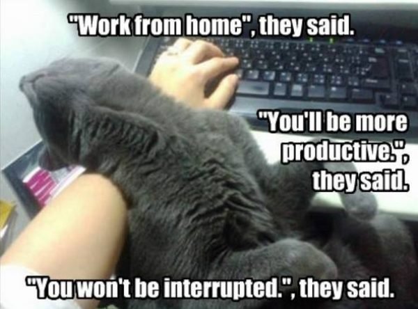 Work From Home Memes (35 pics)