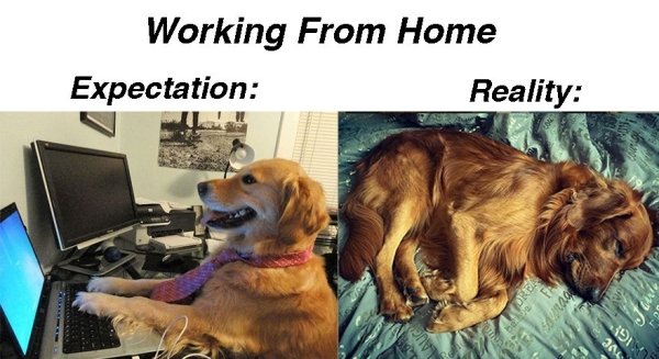 Work From Home Memes (35 pics)