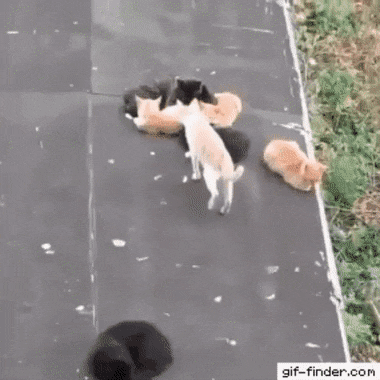 Acid Gifdump, March 12 (25 gifs)