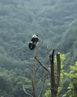 Acid Gifdump, March 12 (25 gifs)