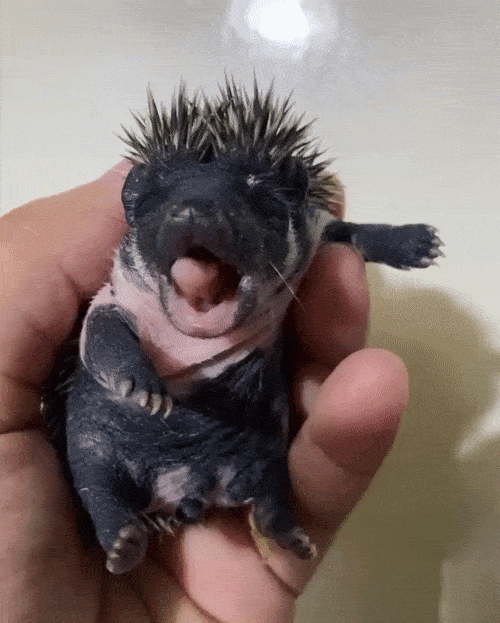 Acid Gifdump, March 13 (25 gifs)