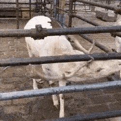 Acid Gifdump, March 13 (25 gifs)